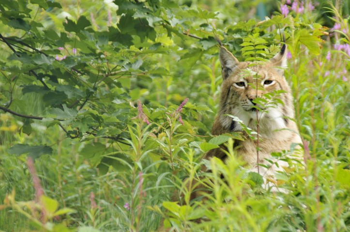 Luchs in Wiese Small