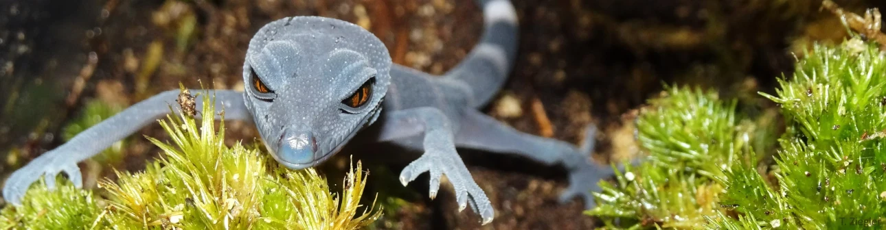 Ein hellblauer Gecko in Portraitansicht