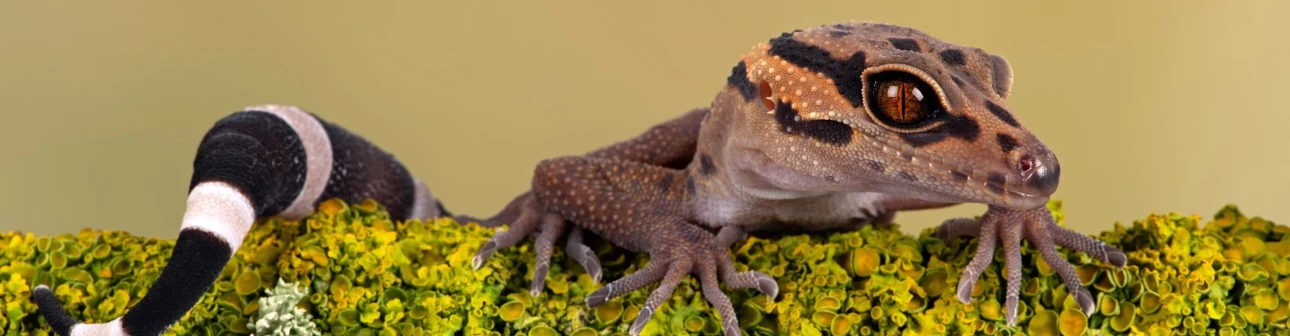 Blick auf die rechte Seite eines braun gemusterter Gecko