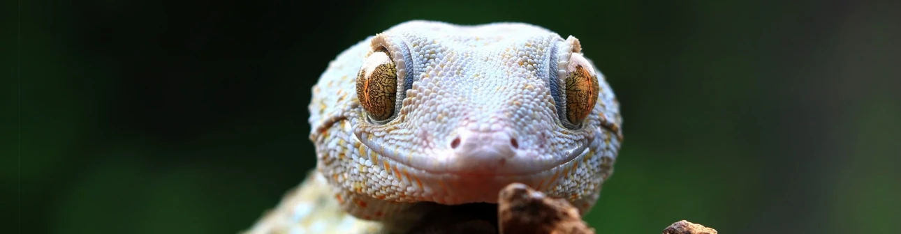 Gecko ganz nah im Portait von vorne vor dunkelgrünem Hintergrund - und er lächelt ;-)