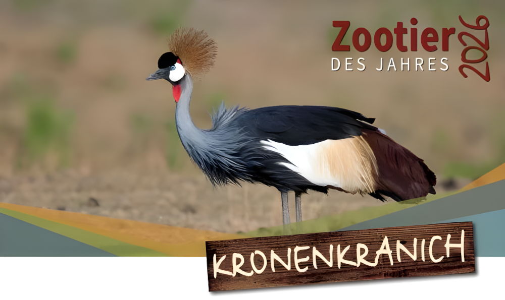 Titelbild: Zootier des Jahres 2026 - Der Kronenkranich Titelbild: Zootier des Jahres 2026 - Der Kronenkranich