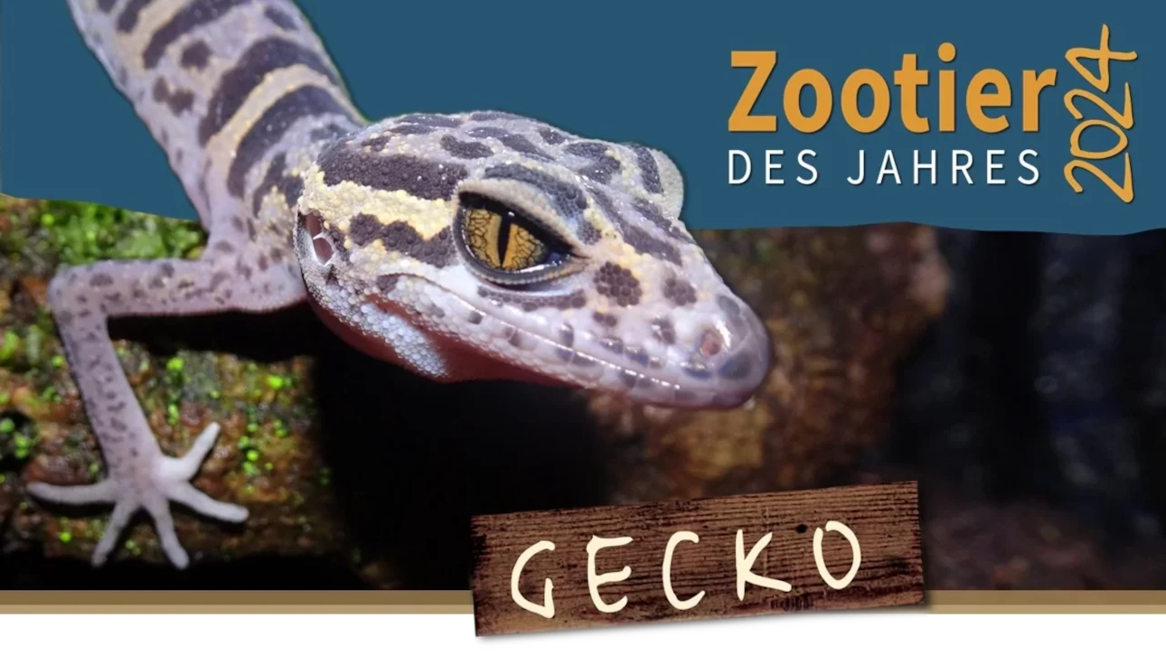 Titelbild:  Zootier des Jahres 2024 - Ein Gecko auf einem Stein